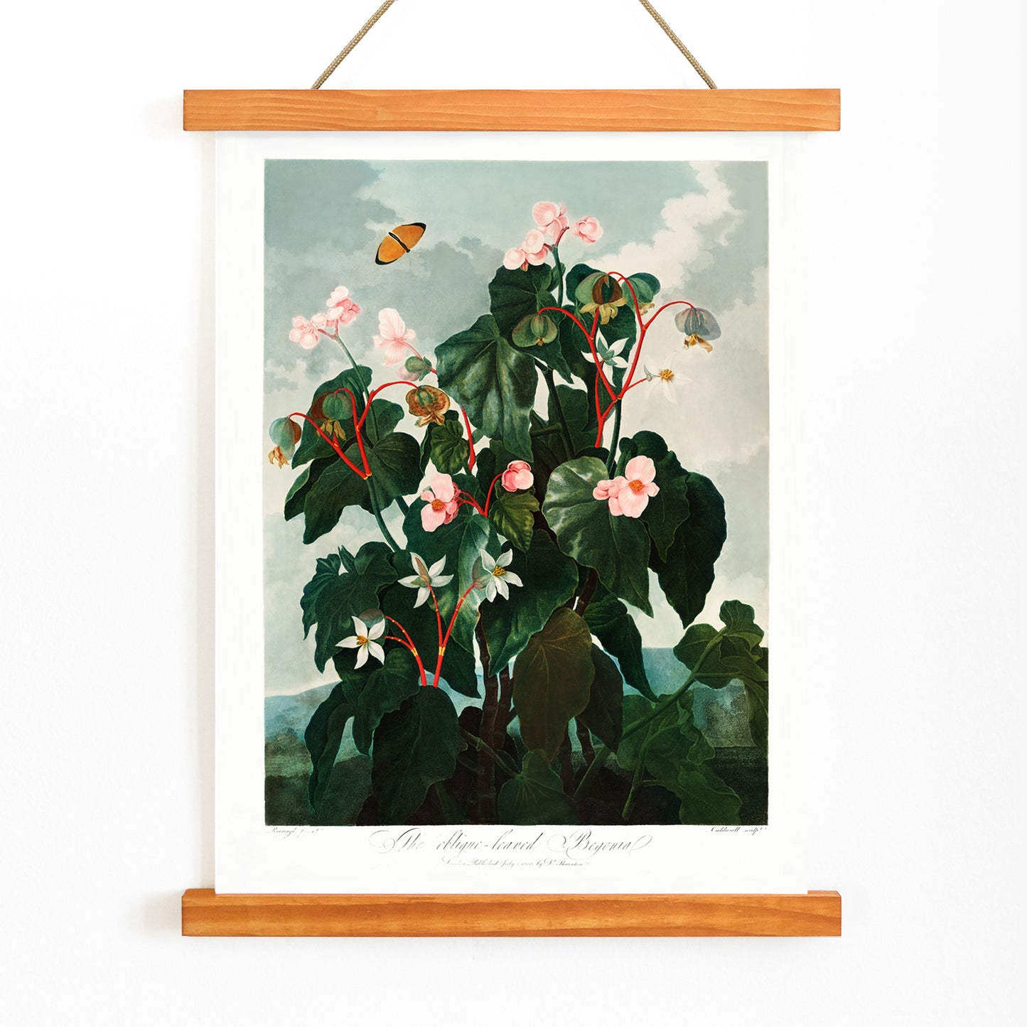 Botanical illustration and poster of The Oblique Leaved Begonia by Robert John Thornton featuring lush begonias and a butterfly in a scenic setting, with wooden magnetic frame on white background