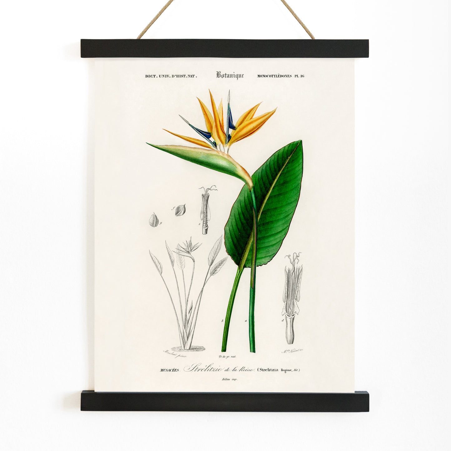 Botanical illustration poster of Bird of paradise Strelitzia Reginae by Charles Dessalines D Orbigny with detailed sketches, with wooden magnetic frame on white background