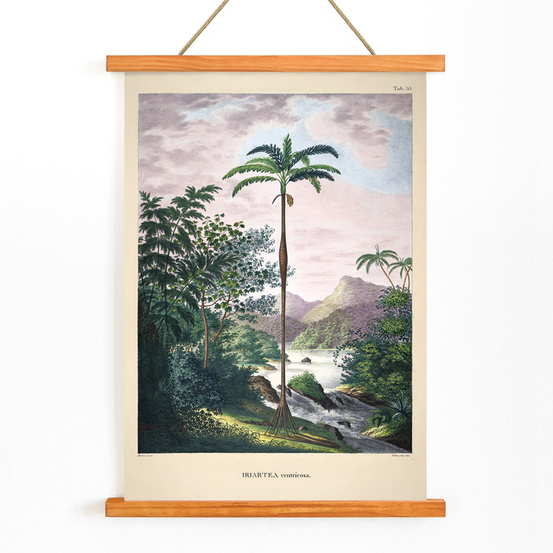 Iriartea ventricosa palm tree in lush tropical landscape artwork by Carl Friedrich Philipp von Martius poster, with wooden magnetic frame on white background