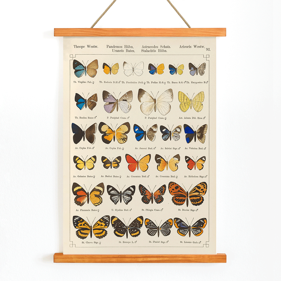 Colorful exotic butterflies and various butterfly species illustrated in intricate detail by Otto Staudinger Exotic butterflies Pl093, with wooden magnetic frame on white background