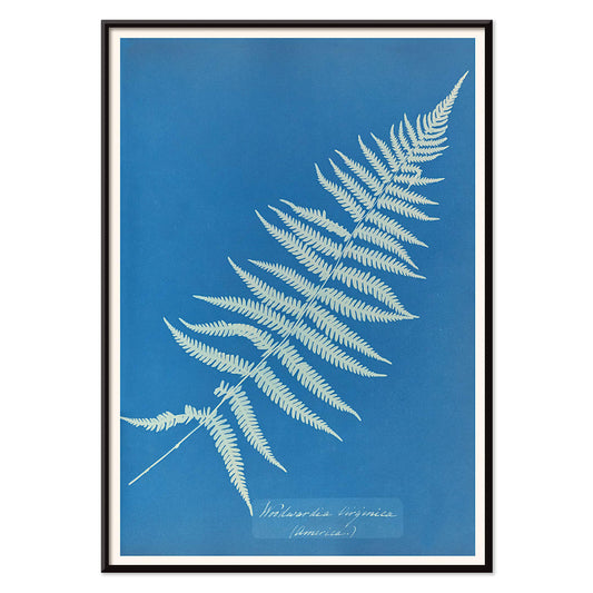 Cyanotype artwork poster of Woodwardia virginica fern by Anna Atkins with blue background, with black aluminium frame on white background