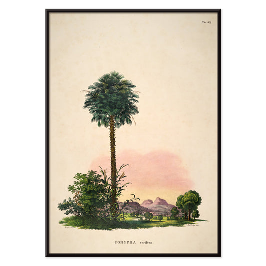 Botanical illustration and poster of Corypha cerifera palm tree by Carl Friedrich Philipp von Martius from Historia Naturalis Palmarum, with black aluminium frame on white background