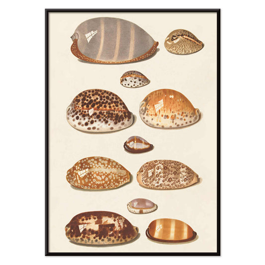 Illustration and poster of eleven detailed tropical shells artwork by Johann Gustav Hoch, with black aluminium frame on white background