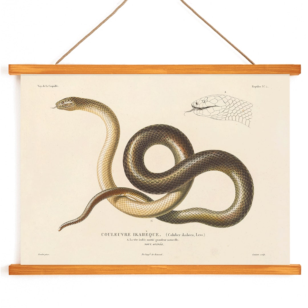 Detailed illustration of a snake by Louis-Isidore Duperrey from Voyage autour du monde Pl.005 poster, with wooden magnetic frame on white background