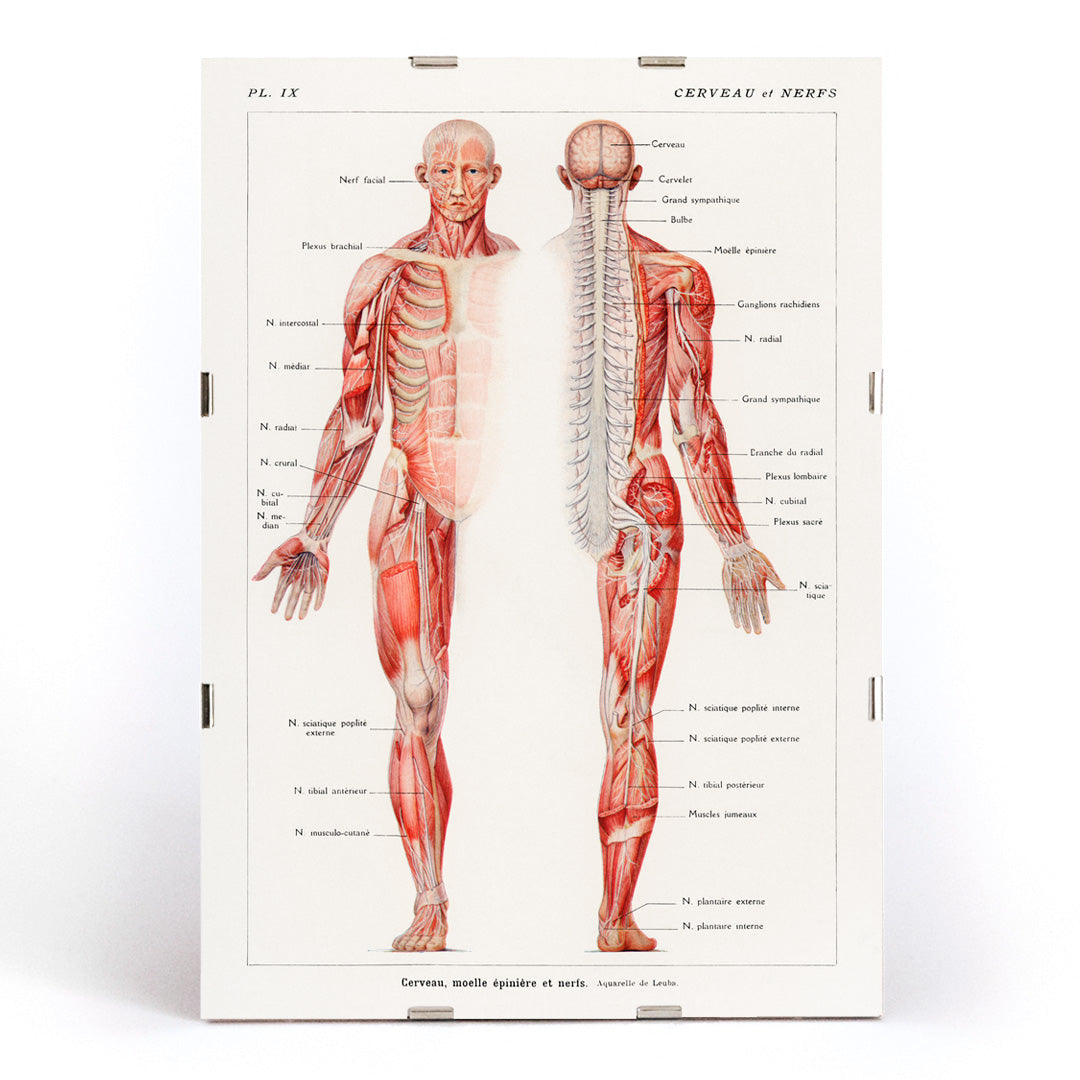 Antique anatomical illustration poster of the human nervous system by Galtier-Boissiere and Emile featuring cerveau moelle epiniere et nerfs, framed and displayed in modern living room decor
