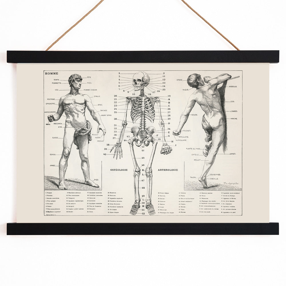 Vintage anatomical poster showing human body and skeleton anatomical diagrams by Larousse Pierre Auge and Claude, with wooden magnetic frame on white background