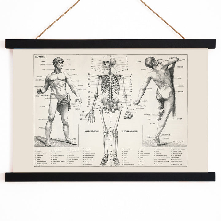 Vintage anatomical poster showing human body and skeleton anatomical diagrams by Larousse Pierre Auge and Claude, with wooden magnetic frame on white background