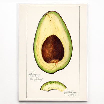 Closeup detail of Botanical illustration of avocado fruit and sliced avocado by Amanda Almira Newton Avocado Persea wall art decor poster