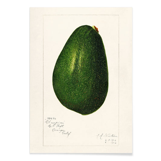 Detailed avocado illustration by Amanda Almira Newton perfect for kitchen decor poster, with black aluminium frame on white background