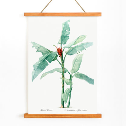 Scarlet banana plant botanical illustration by Pierre Joseph Redoute from Les liliacees poster artwork, with wooden magnetic frame on white background