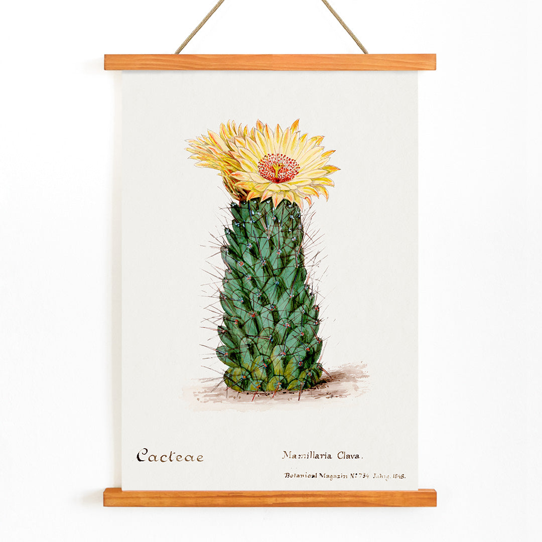 Beehive cactus illustration and poster blooming cactus from Familie Der Cacteen, with wooden magnetic frame on white background