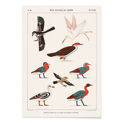 Colorful ancient Egyptian bird illustrations by Jean Francois Champollion from tomb paintings of Nevoethph and Menothph poster, with black aluminium frame on white background
