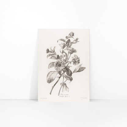 Black and white botanical illustration of marigold flowers by Pierre Francois Legrand titled Black and White Marigold poster, framed and displayed in modern living room decor