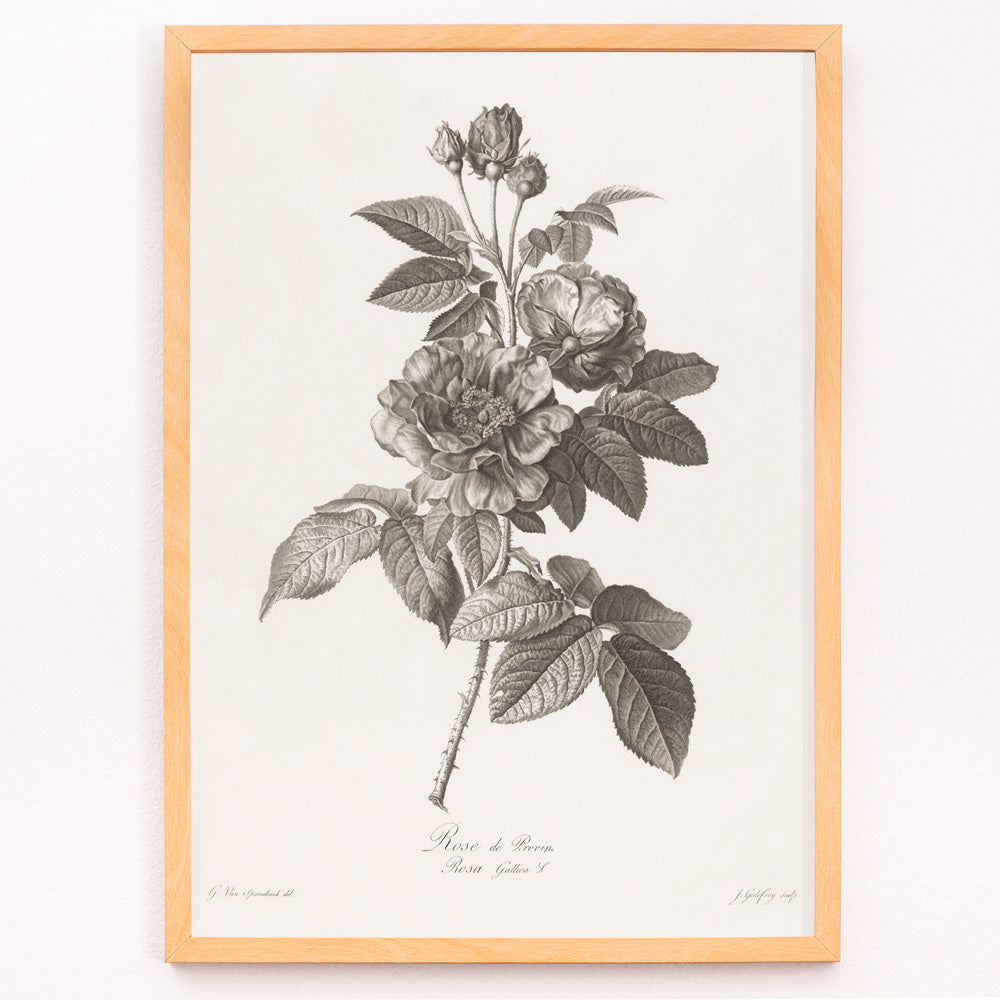 Closeup detail of Botanical illustration of blooming Rose de Provins branch by Jean Godefroy poster