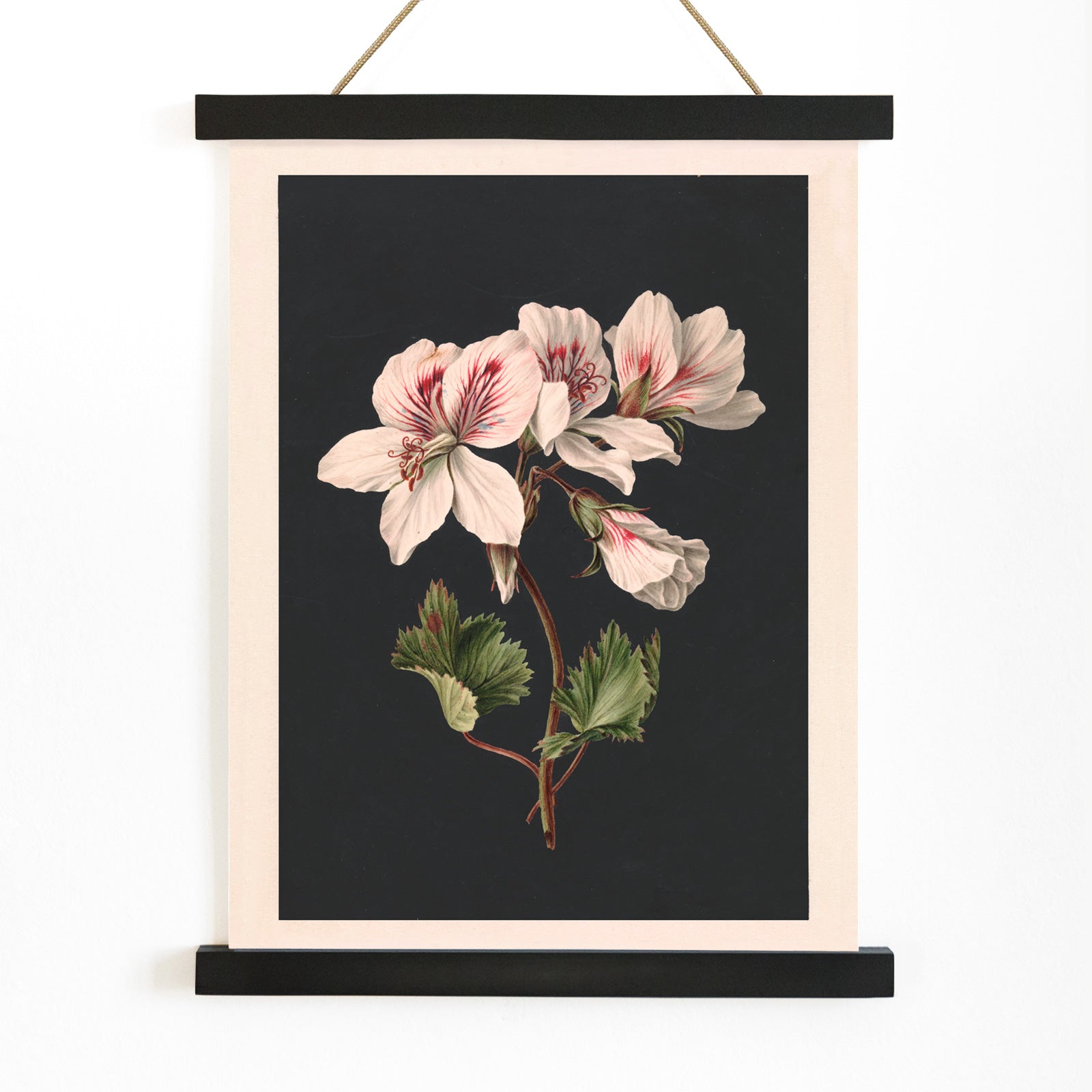 Botanical illustration of Pelargonium flower by M de Gijselaar with white petals and green leaves on dark background poster wall decor, with wooden magnetic frame on white background