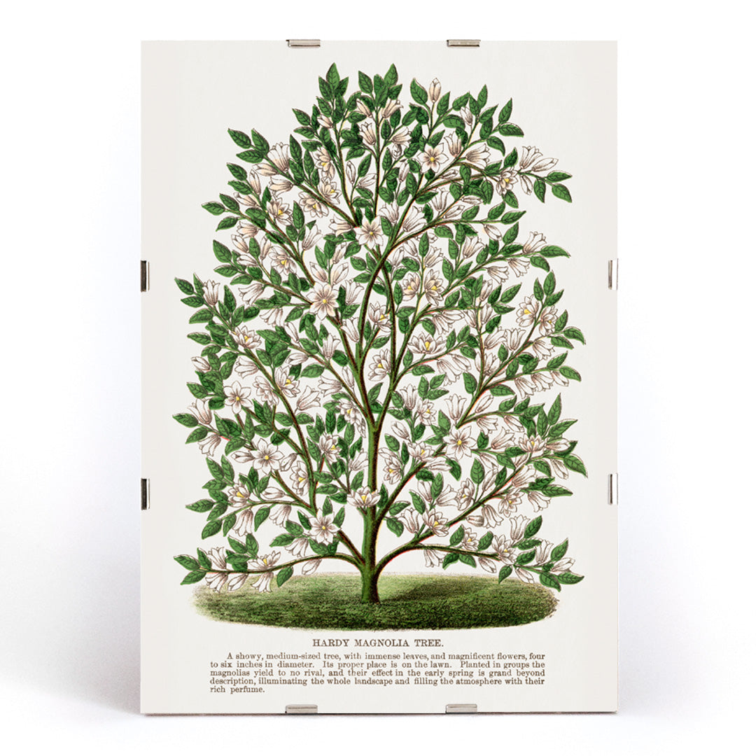 Hardy Magnolia tree with white flowers botanical illustration and poster from Botanical Specimen artwork by Rochester titled Hardy Magnolia lithograph, framed and displayed in modern living room decor