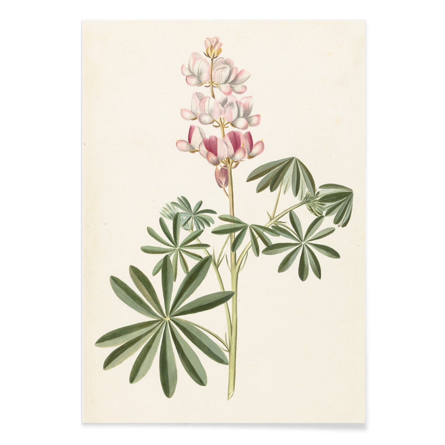 Botanical illustration poster of lupine flowers with green leaves by Alida Withoos, with black aluminium frame on white background