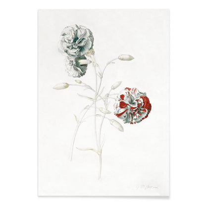 Botanical illustration of carnations titled Carnations by Georg Dionysius Ehret detailed flower artwork poster, with black aluminium frame on white background