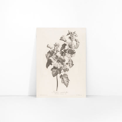 Botanical illustration and poster of large-flowered lavatera with detailed leaves and blooms by Louis Charles Ruotte artwork, framed and displayed in modern living room decor