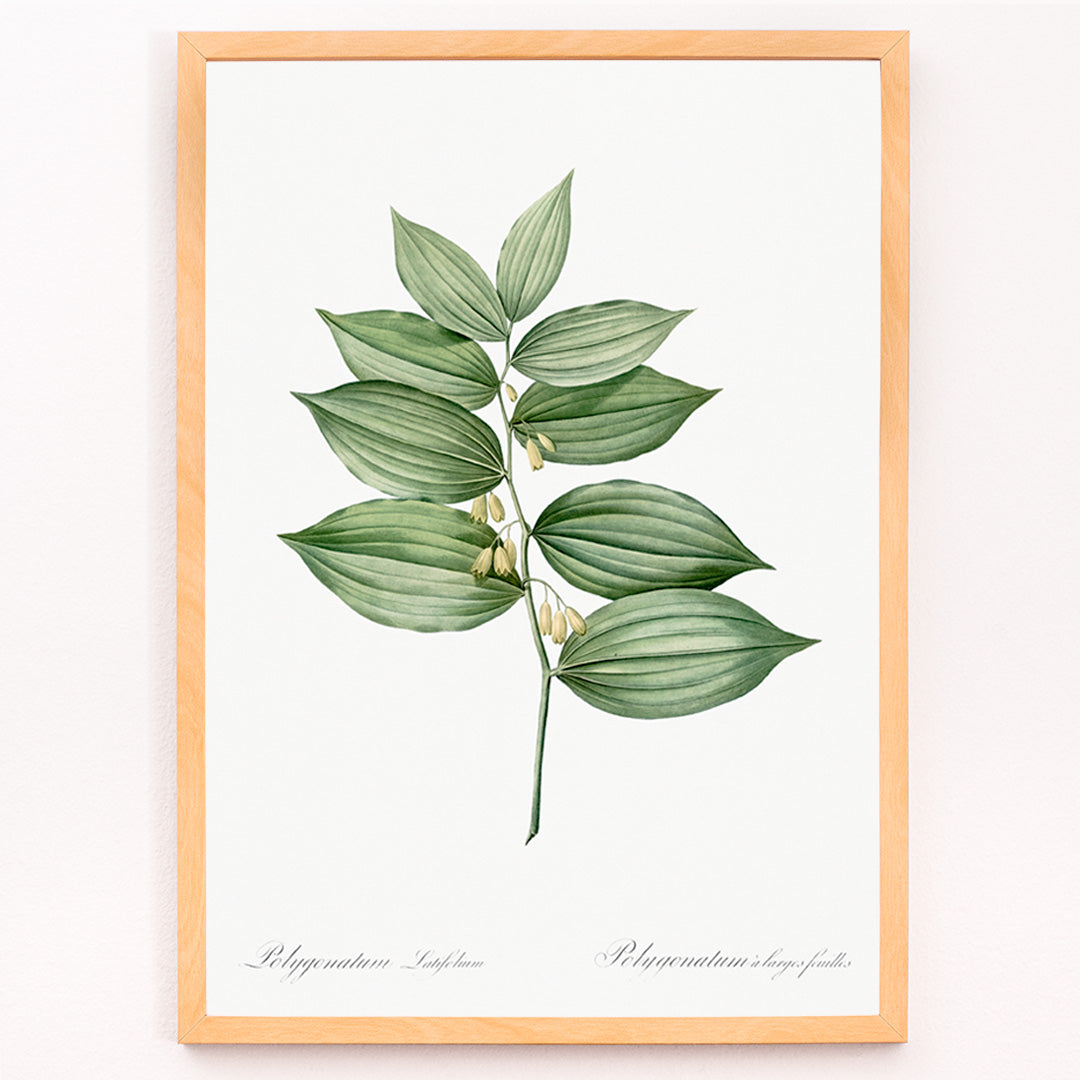 Closeup detail of King Solomons seal botanical illustration and poster by Pierre-Joseph Redoute from Les liliacees botanical artwork