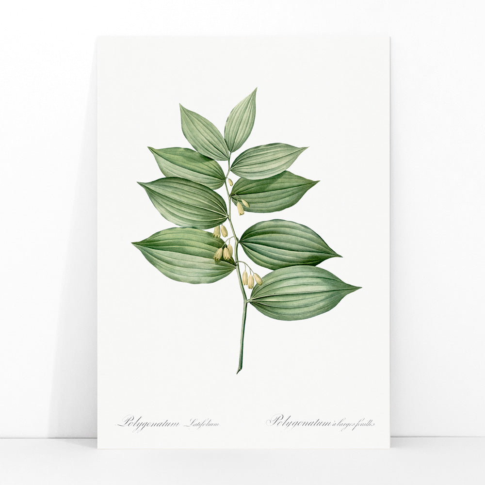 King Solomons seal botanical illustration and poster by Pierre-Joseph Redoute from Les liliacees botanical artwork, framed and displayed in modern living room decor
