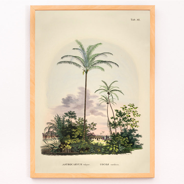 Closeup detail of Astrocaryum vulgare botanical illustration and poster of tropical palm trees and lush green plants by Carl Friedrich Philipp von Martius