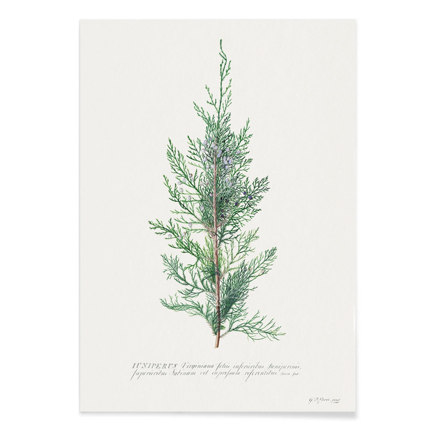 Botanical illustration of juniper branch by Georg Dionysius Ehret poster wall decor artwork, with black aluminium frame on white background
