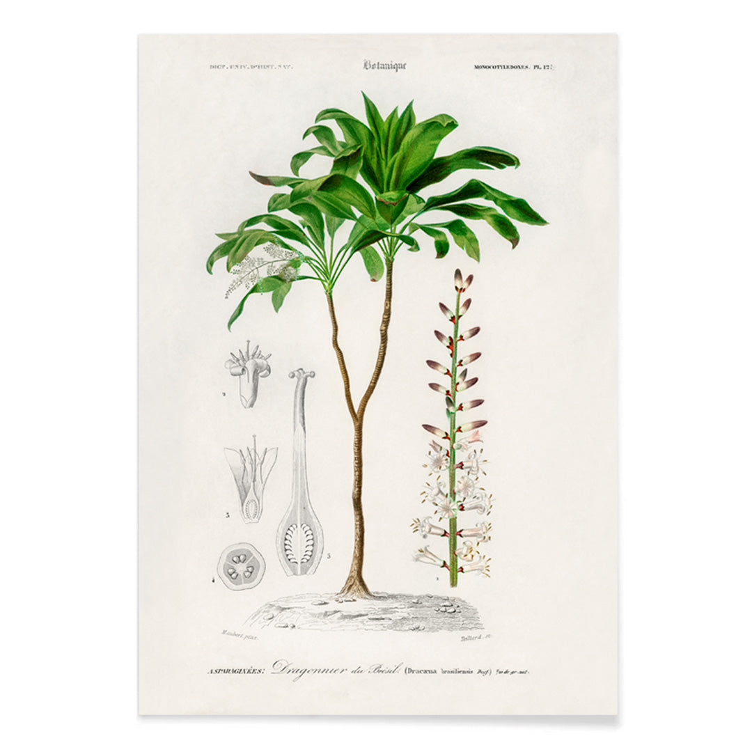 Botanical illustration poster of Dracaena brasiliensis by Charles Dessalines D Orbigny showing detailed plant features and parts, with black aluminium frame on white background