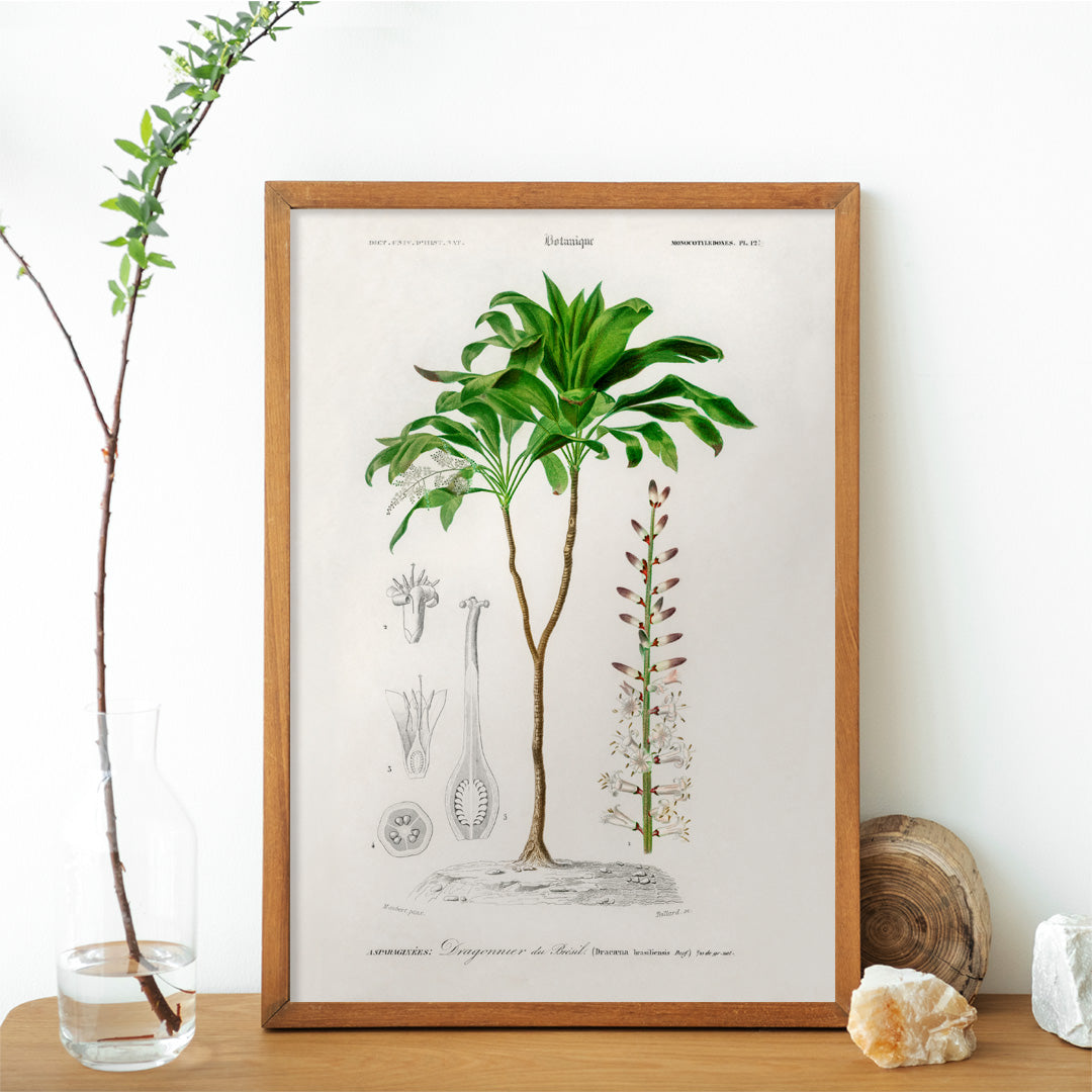 Botanical illustration poster of Dracaena brasiliensis by Charles Dessalines D Orbigny showing detailed plant features and parts, framed and displayed in home decor