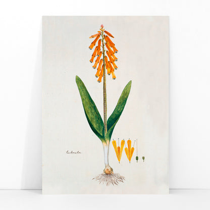Botanical illustration poster of opal flower with orange blossoms and green leaves by Robert Jacob Gordon, framed and displayed in modern living room decor