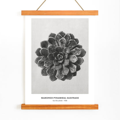 Margined Pyramidal Saxifrage leaf botanical photograph by Karl Blossfeldt from Urformen der Kunst detailed close up poster, with wooden magnetic frame on white background