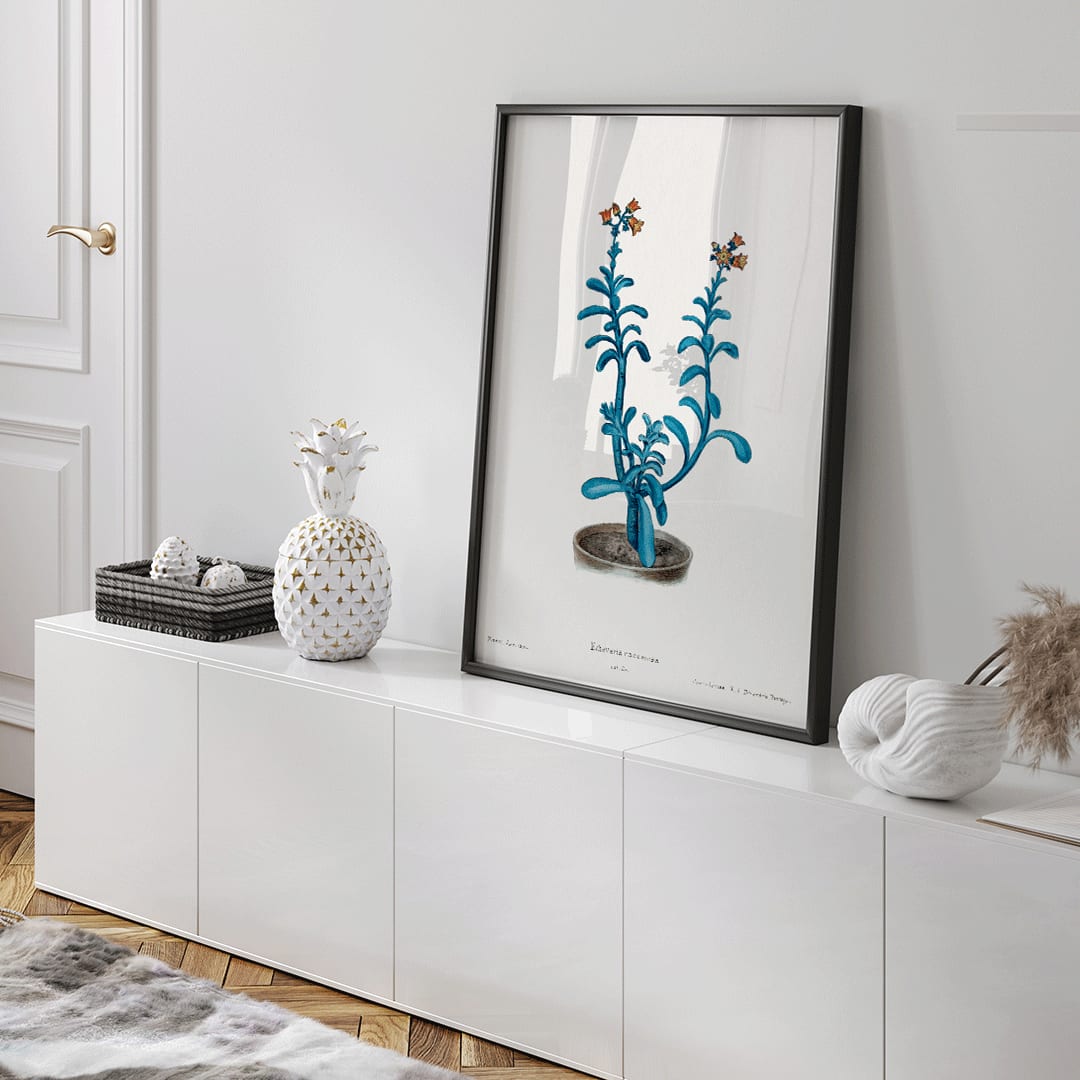 Closeup detail of Botanical illustration poster of blue echeveria titled Brown sugar echeveria from Familie Der Cacteen by Echeveria racemosa