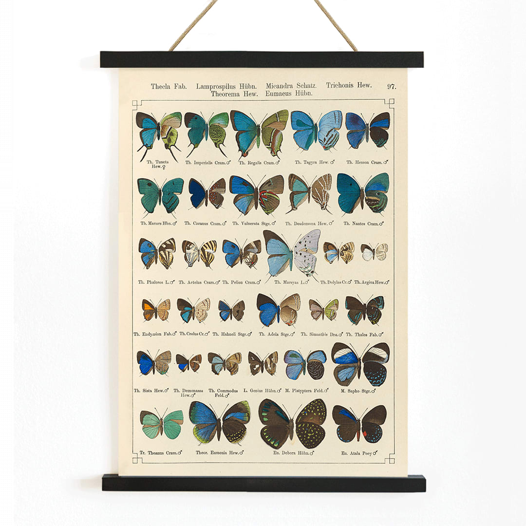 Colorful illustration of exotic butterflies in vibrant colors from Exotic butterflies Pl.097 by Otto Staudinger, with wooden magnetic frame on white background
