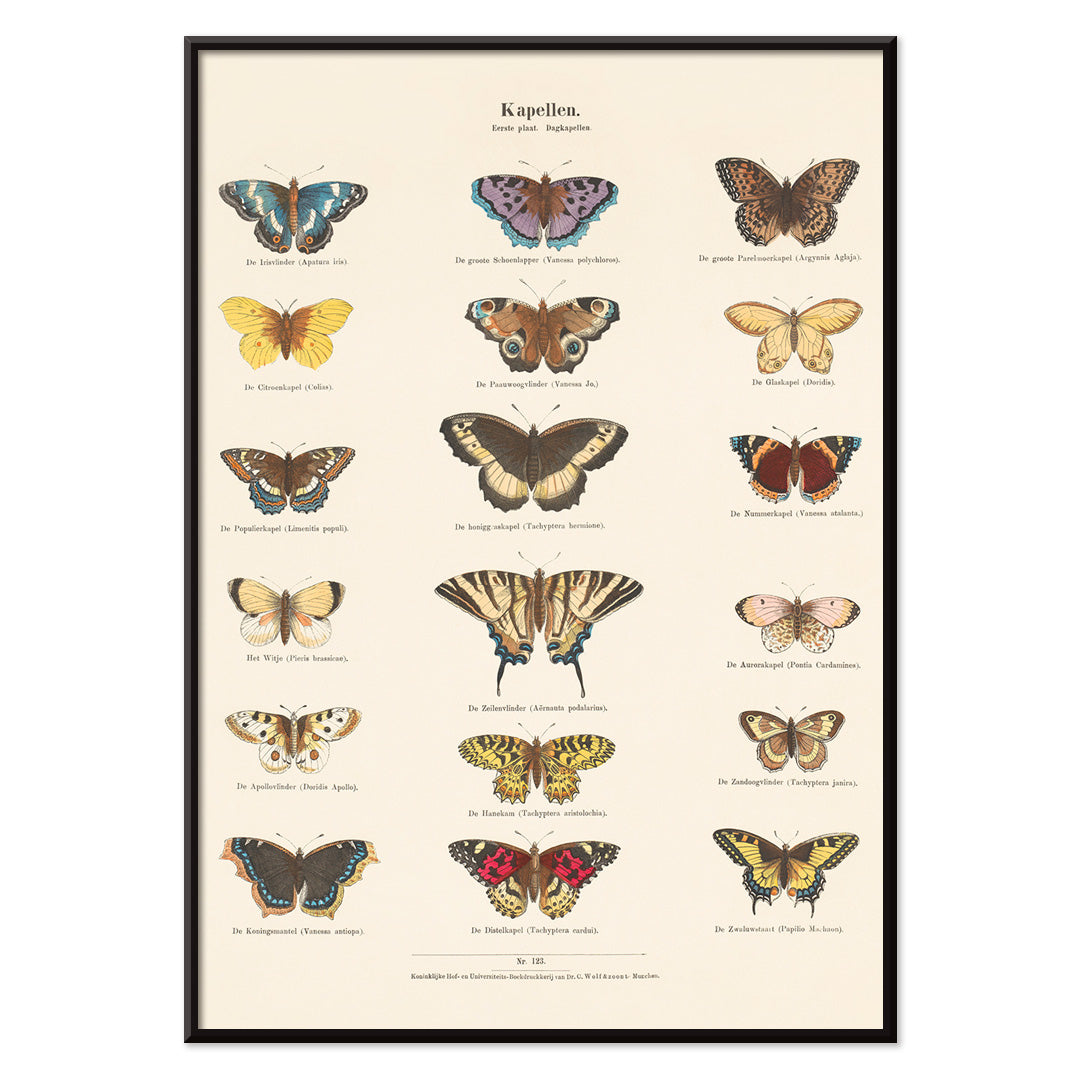 Vintage butterfly illustration and poster showing various butterfly species from Collection of Butterflies by Ernst Frohlich detailed artwork, with black aluminium frame on white background