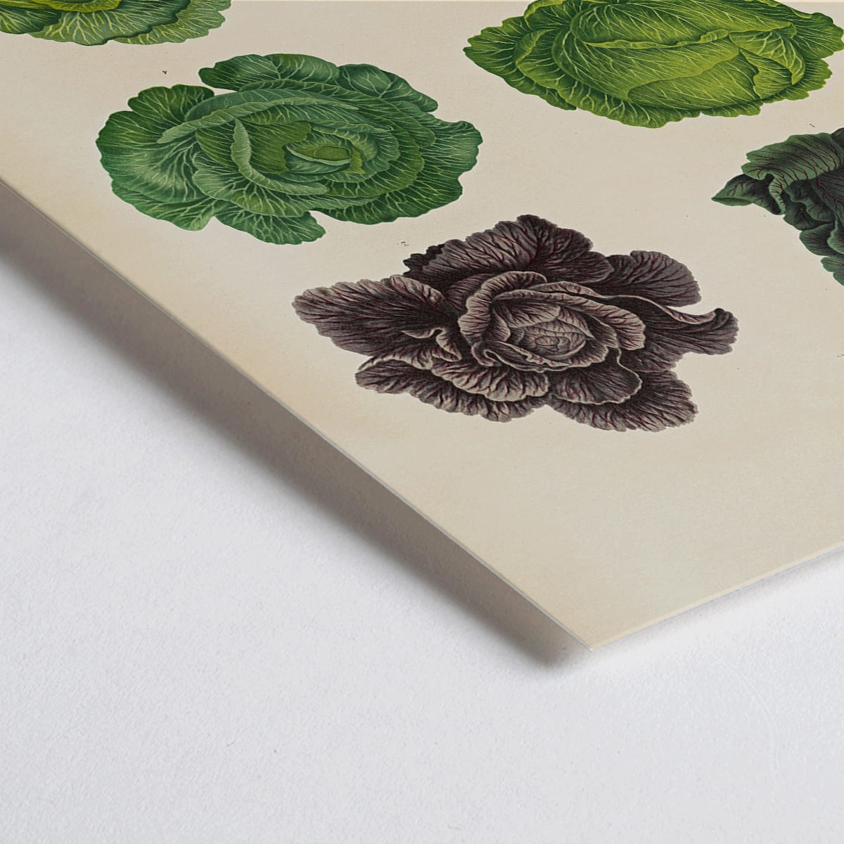 Closeup detail of Cabbage illustrations in green and purple by Ernst Benary from artwork Cabbages poster