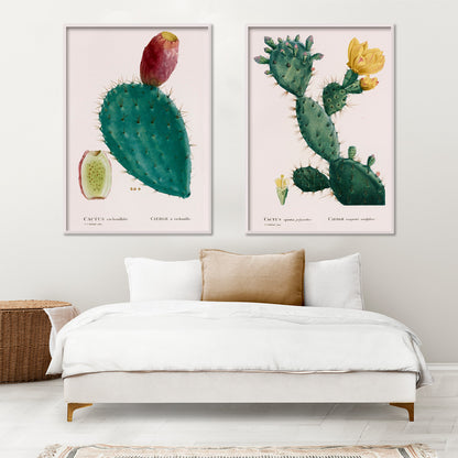 Botanical illustration poster of prickly pear cactus with fruit by PJ Redoute titled Cactus cochenillifer, framed and displayed in home decor