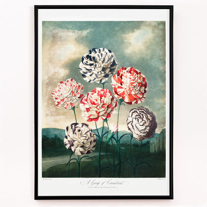 Closeup detail of Colorful carnations botanical illustration and poster against dramatic sky by Robert John Thornton