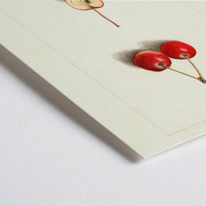 Closeup detail of Watercolor illustration by Ellen Isham Schutt of Malus Cherry Crab showing two whole cherries and one halved cherry poster
