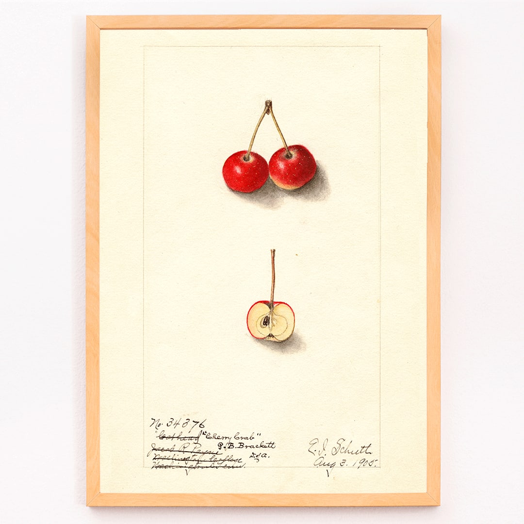 Watercolor illustration by Ellen Isham Schutt of Malus Cherry Crab showing two whole cherries and one halved cherry poster, framed and displayed in modern living room decor