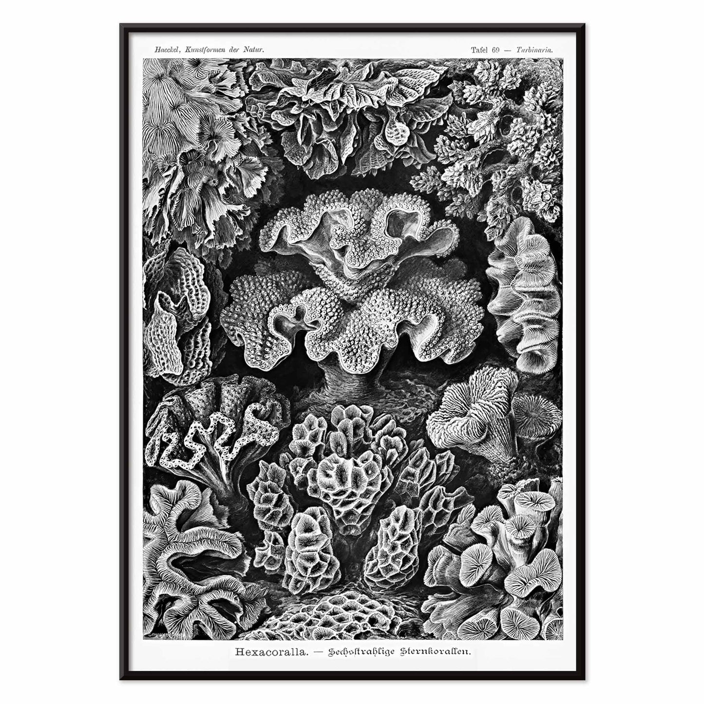Detailed black and white coral illustration poster from Hexacoralla Sechsstrahlige Sternkorallen by Ernst Haeckel wall art decor, with black aluminium frame on white background