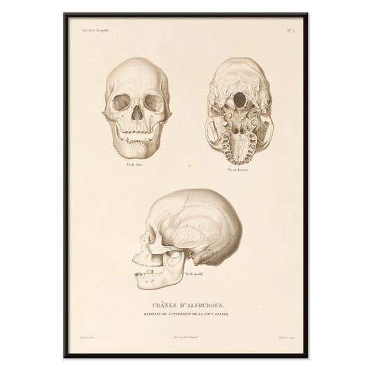 Skull illustrations by Louis-Isidore Duperrey from Voyage autour du monde Pl 104 poster and artwork, with black aluminium frame on white background