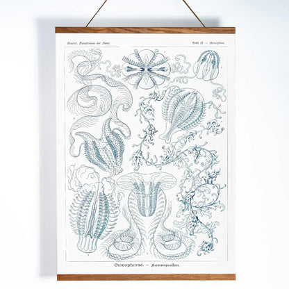 Scientific illustration of comb jellies Ctenophorae Kammquallen by Ernst Haeckel Kunstformen der Natur poster artwork, with wooden magnetic frame on white background