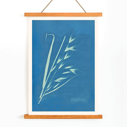 Cyanotype poster of Uvena Novae Villiae plant by Anna Atkins on blue background, with wooden magnetic frame on white background