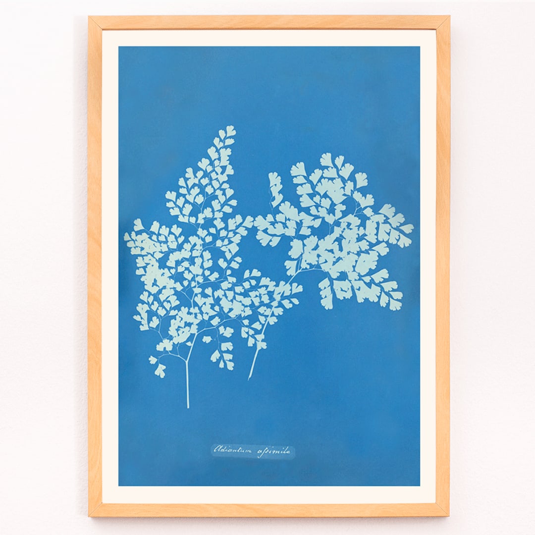 Botanical cyanotype poster of Adiantum assimile by Anna Atkins featuring delicate white fern leaves on blue background, framed and displayed in modern living room decor