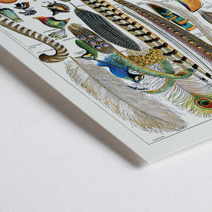 Closeup detail of Colorful bird feathers illustration and poster from Plumes Feathers by Adolphe Millot featuring various plume types and detailed natural artwork