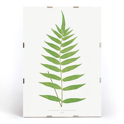 Polypodium Fraxinifolium fern botanical illustration poster by Edward Joseph Lowe from Ferns British and Exotic, framed and displayed in modern living room decor