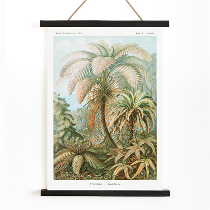Detailed illustration and poster of ferns and lush foliage from Filicinae Laubfarne by Ernst Haeckel with botanical patterns, with wooden magnetic frame on white background