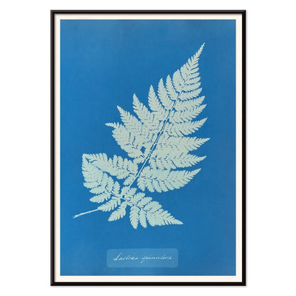 Botanical cyanotype artwork and framed poster of Lastrea Spinulosa by Anna Atkins featuring a detailed fern leaf on a deep blue background, with black aluminium frame on white background