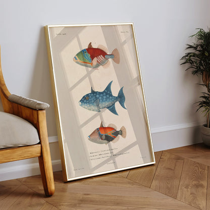Three vibrant fish illustration by Louis Isidore Duperrey from Voyage autour du monde Pl 017 poster, framed and displayed in home decor