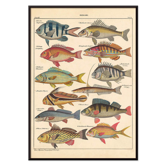 Colorful fish illustrations poster by Lorenz Oken from General Natural History for All Classes PI.048, with black aluminium frame on white background